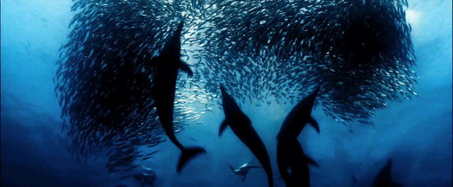 oceans-clip.png